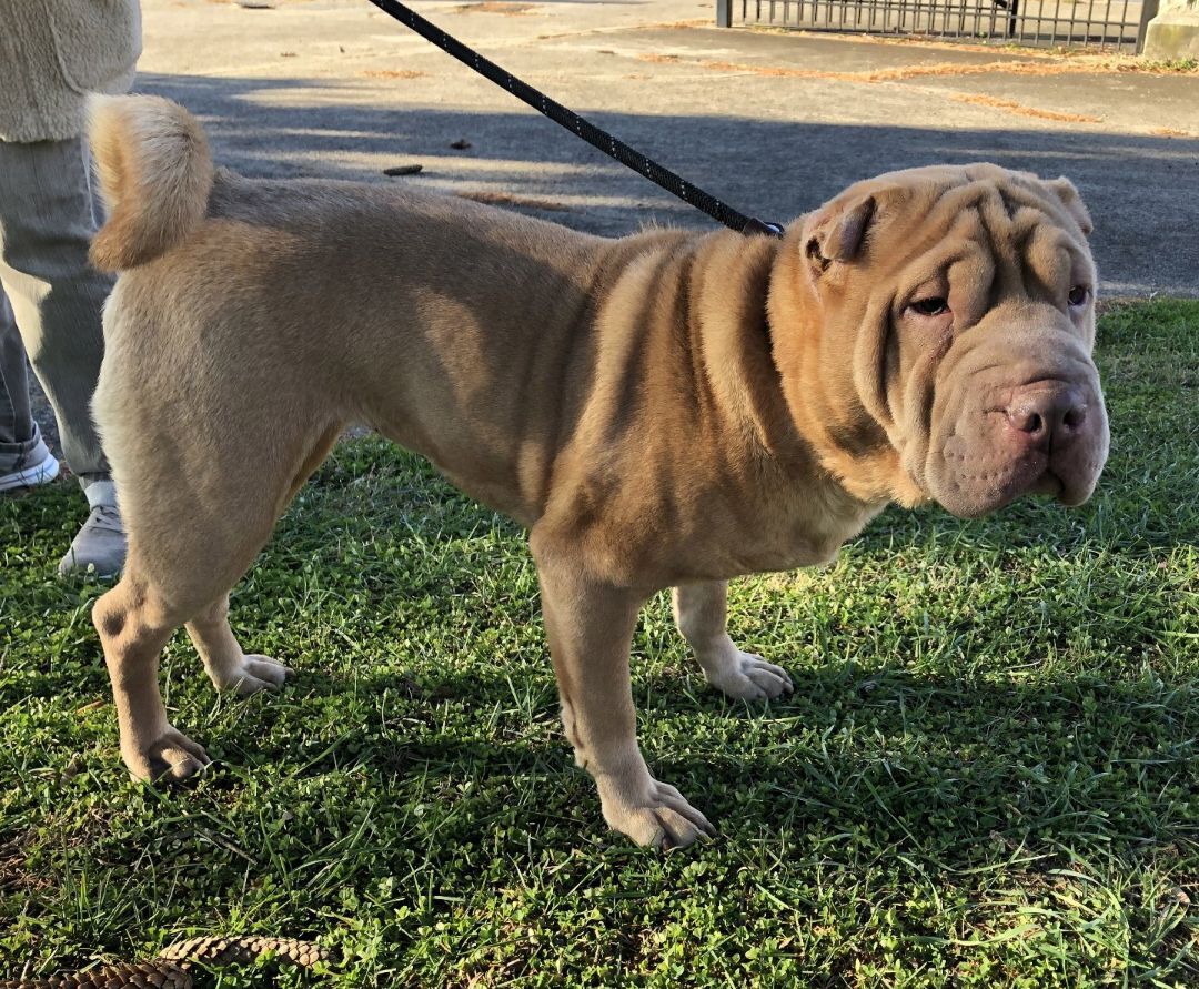 Paisley, Adopted, Young Female Shar-Pei.