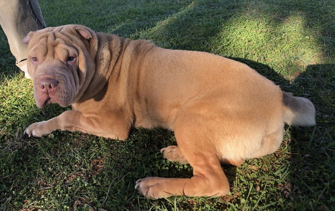 Paisley, a Adopted Shar-Pei in Lancaster, PA image 2/3