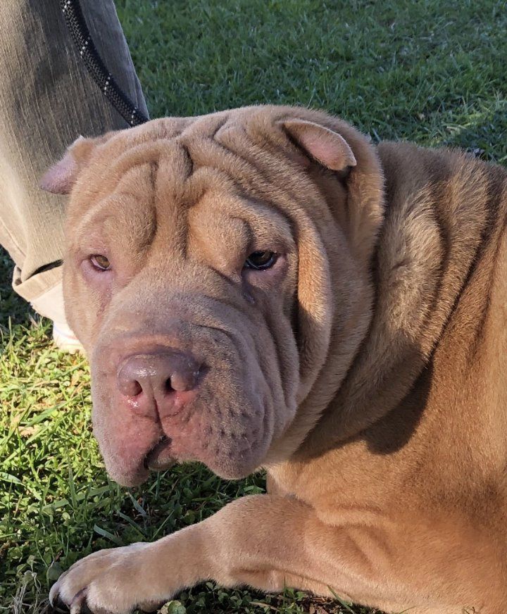 Paisley, Adopted, Young Female Shar-Pei.