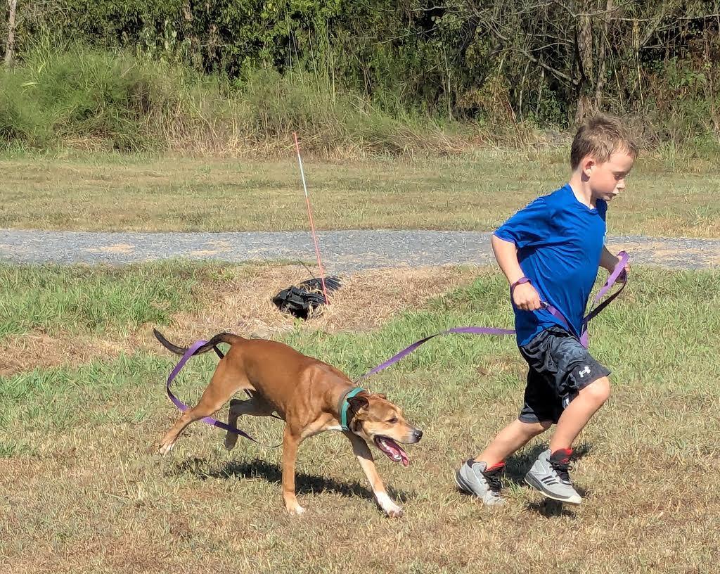 Enlarge Cocoa, a Adoptable mixed breed in Marshall, AR image 3/6