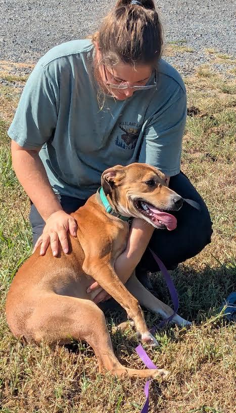 Enlarge Cocoa, a Adoptable mixed breed in Marshall, AR image 2/6