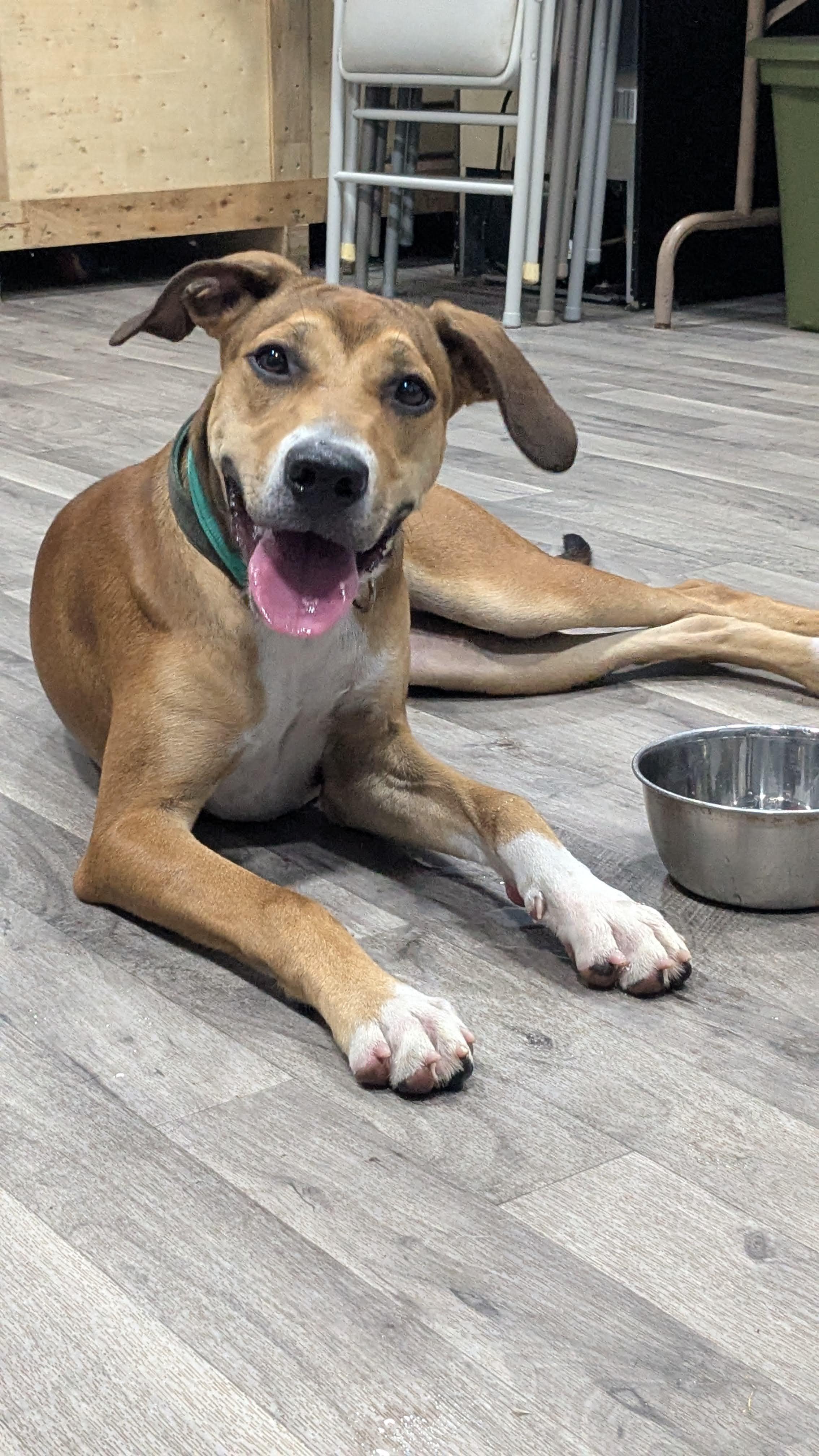 Enlarge Cocoa, a Adoptable mixed breed in Marshall, AR image 6/6