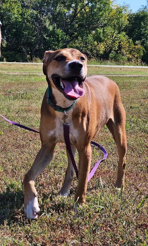Cocoa, Adoptable, Young Female Mountain Cur.