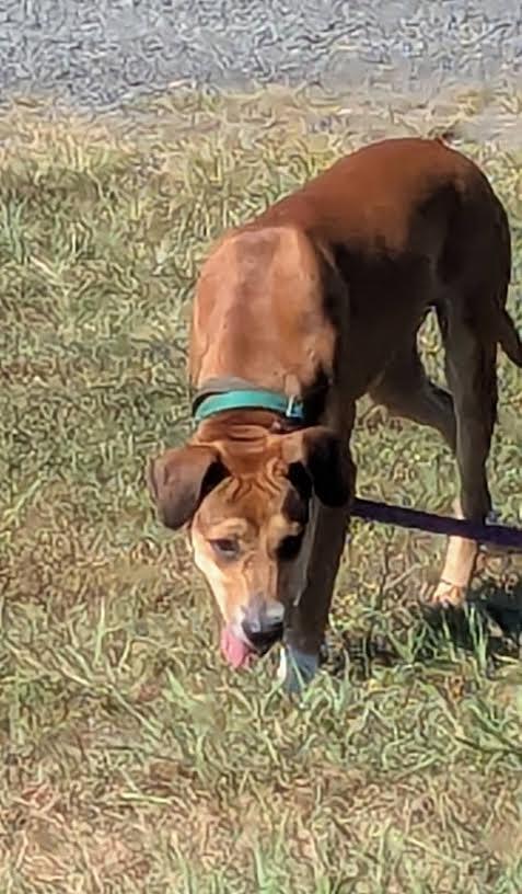 Enlarge Cocoa, a Adoptable mixed breed in Marshall, AR image 5/6