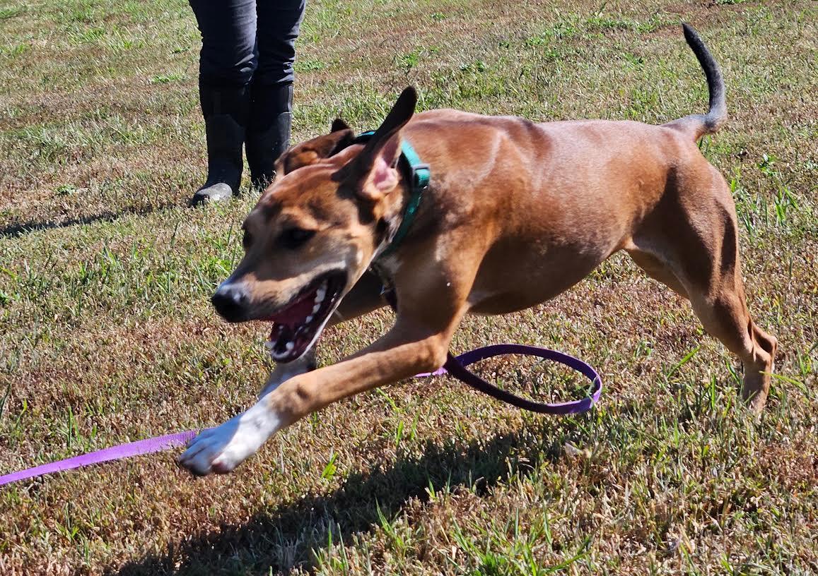Enlarge Cocoa, a Adoptable mixed breed in Marshall, AR image 4/6