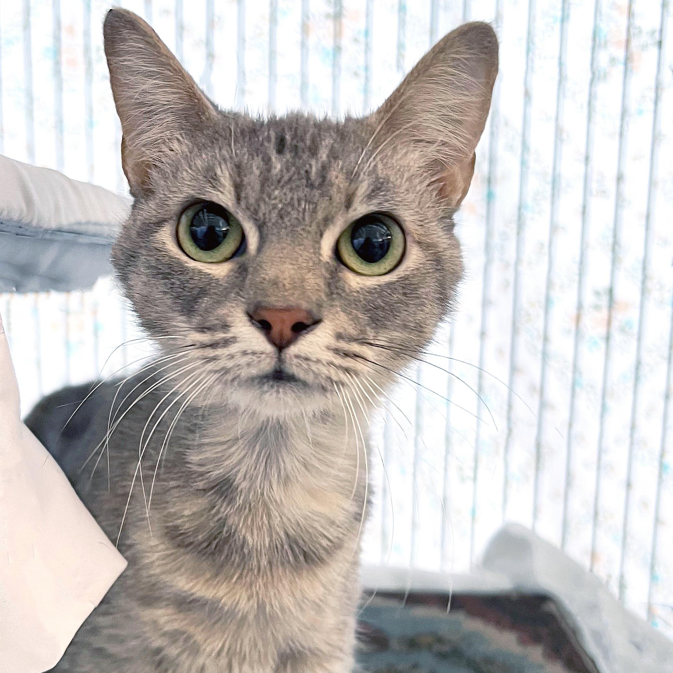 Gale, ADOPTABLE, Adult Female Domestic Short Hair.