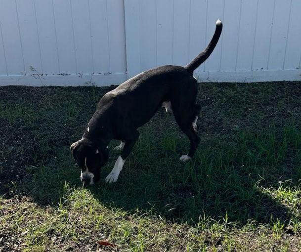 Captain F23-025, Adopted, Young Male Boxer.