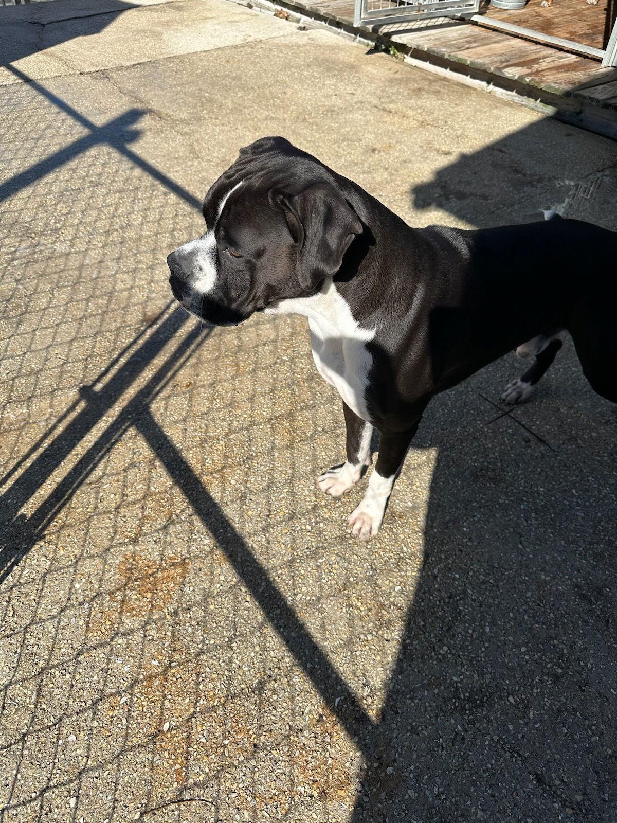 Enlarge Captain F23-025, a Adopted Boxer in Crestview, FL image 3/3