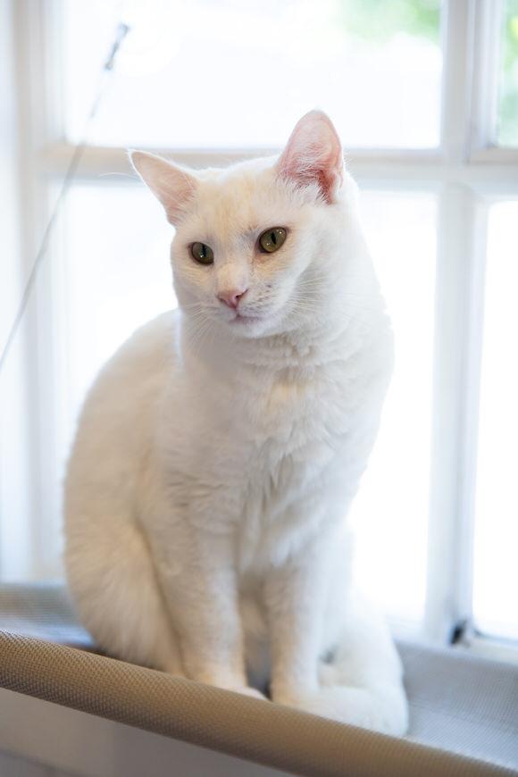 Enlarge Alaska, a Adoptable Domestic Short Hair in Dayton, OH image 1/3