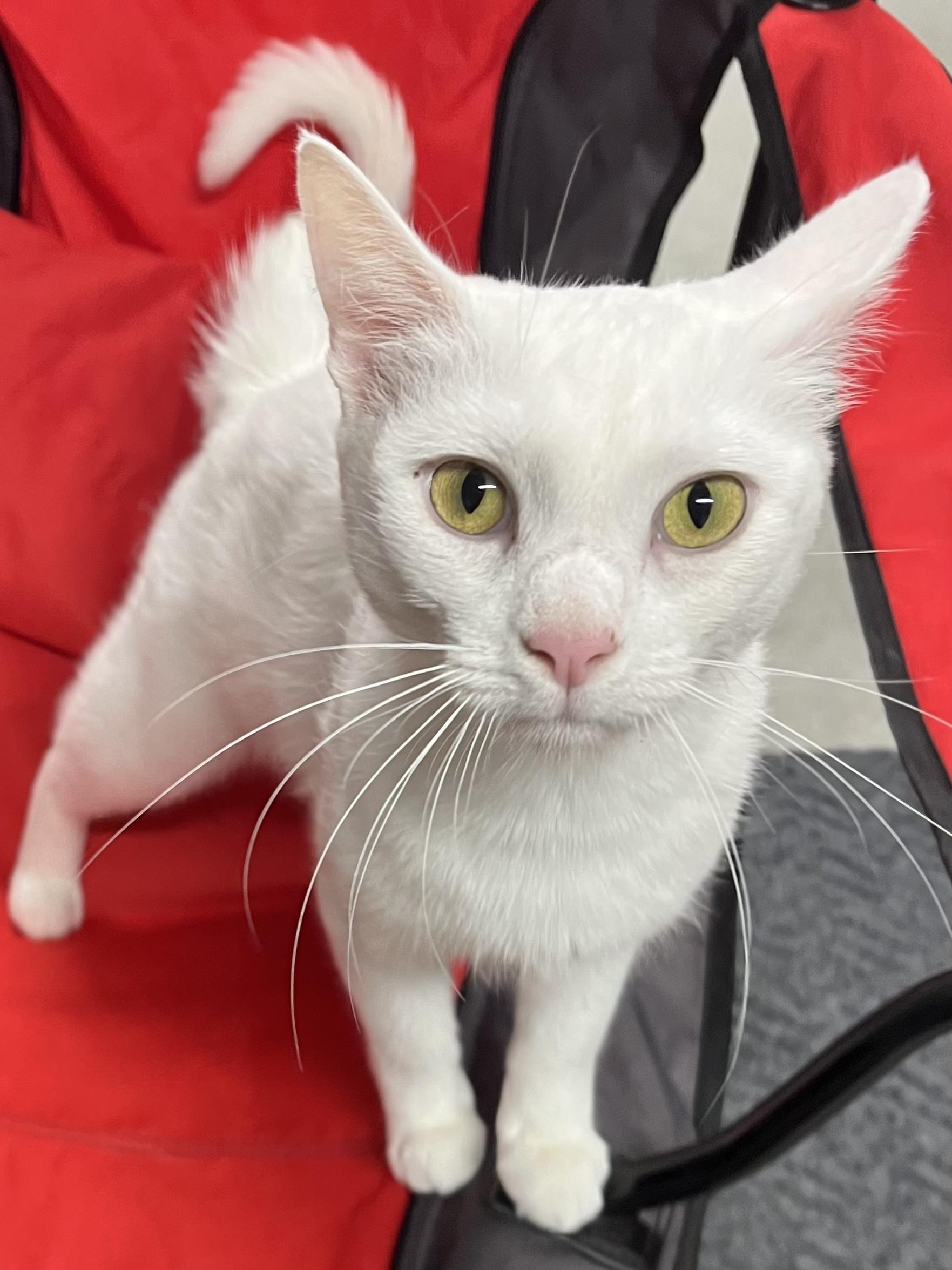 Enlarge Alaska, a Adoptable Domestic Short Hair in Dayton, OH image 2/3