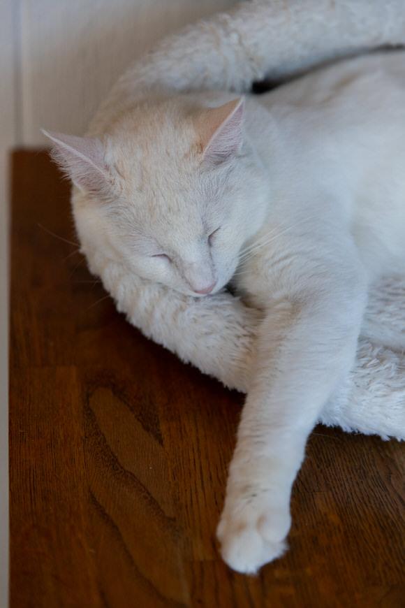 Enlarge Alaska, a Adoptable Domestic Short Hair in Dayton, OH image 3/3