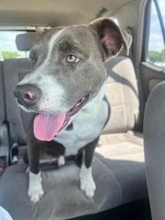 Enlarge Little Man - Chop, a Adoptable American Staffordshire Terrier in Spring, TX image 2/2