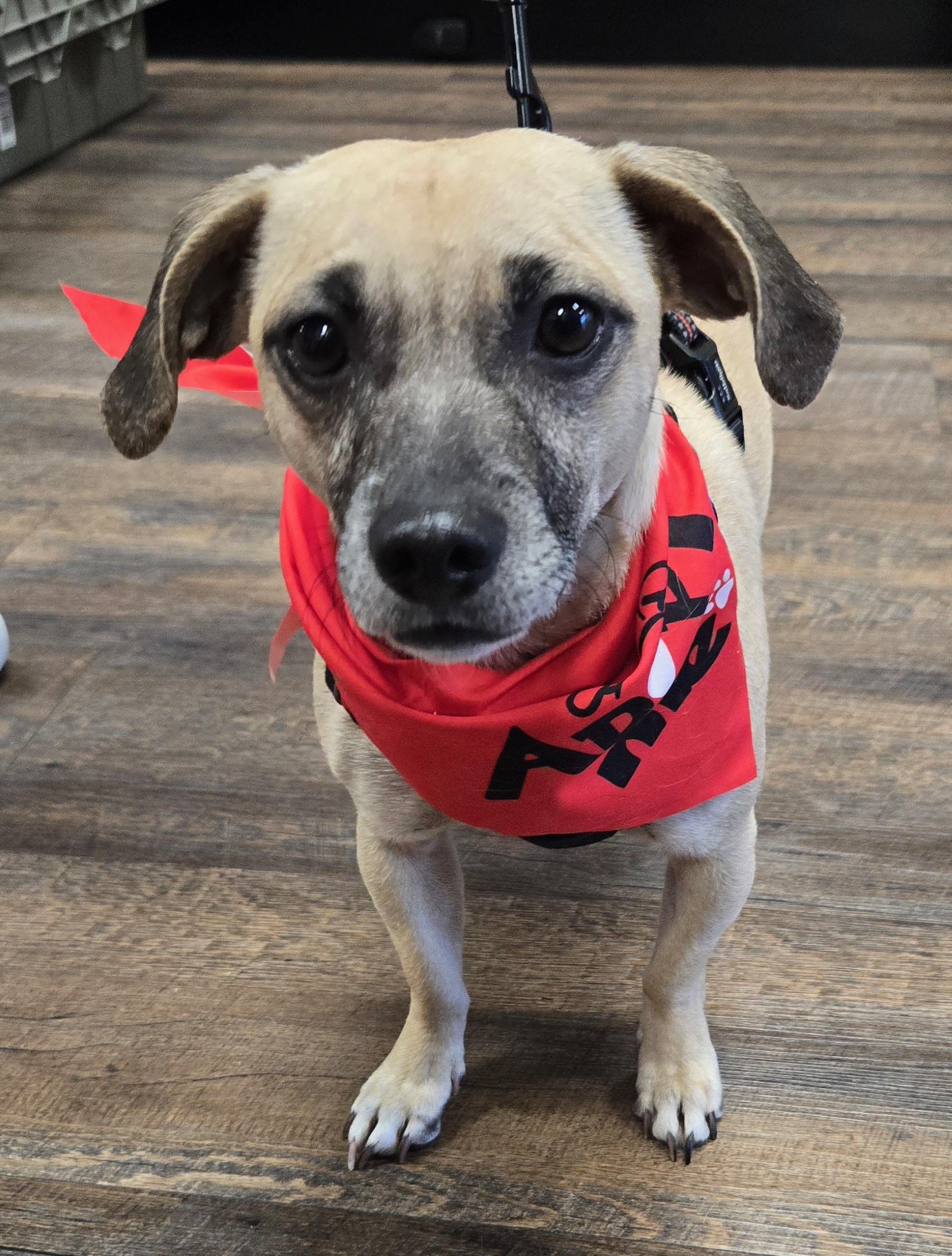 WINTER, ADOPTABLE, Adult Male Dachshund & Pug.