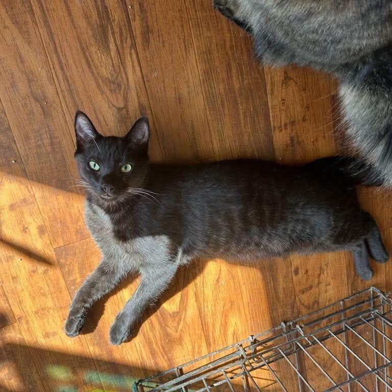 Curtis, Adoptable, Adult Male Domestic Short Hair.