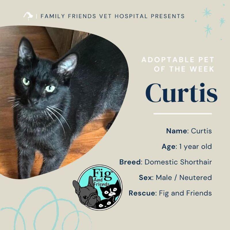 Curtis, a Adoptable Domestic Short Hair in Grand Rapids, MI image 2/2