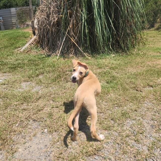 Enlarge Avery, an adopted mixed breed in Manhasset, NY image 2/4