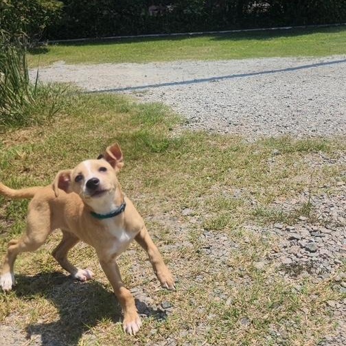 Avery, adopted, Puppy Male Italian Greyhound & Whippet.