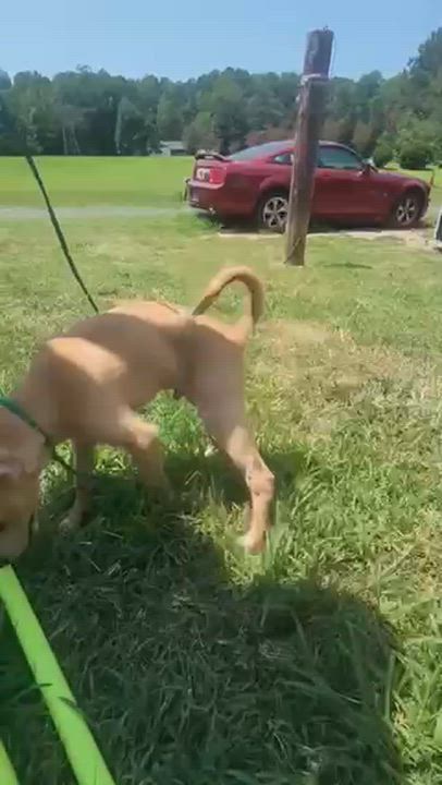 Enlarge Avery, an adopted mixed breed in Manhasset, NY video 3/4