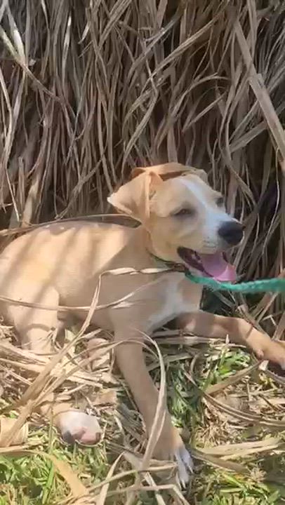 Enlarge Avery, an adopted mixed breed in Manhasset, NY video 4/4
