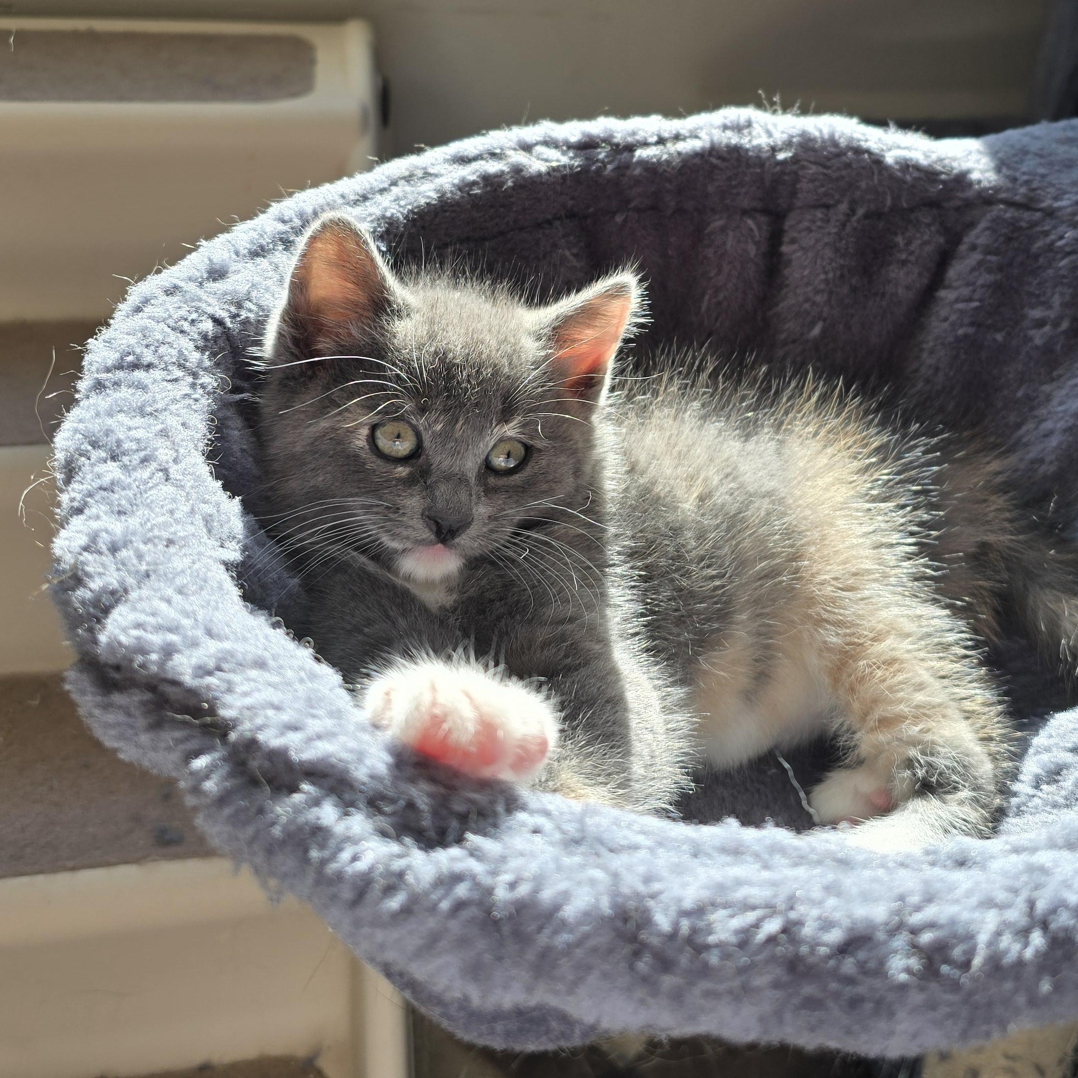 Lu Anne, a ADOPTABLE Dilute Tortoiseshell in Woodbridge, NJ image 2/3