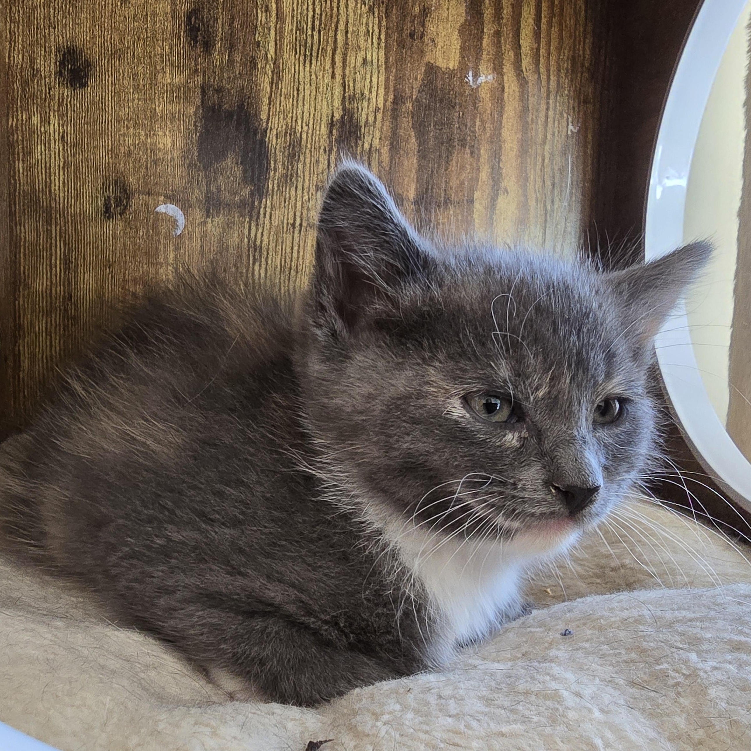 Lu Anne, a ADOPTABLE Dilute Tortoiseshell in Woodbridge, NJ image 3/3