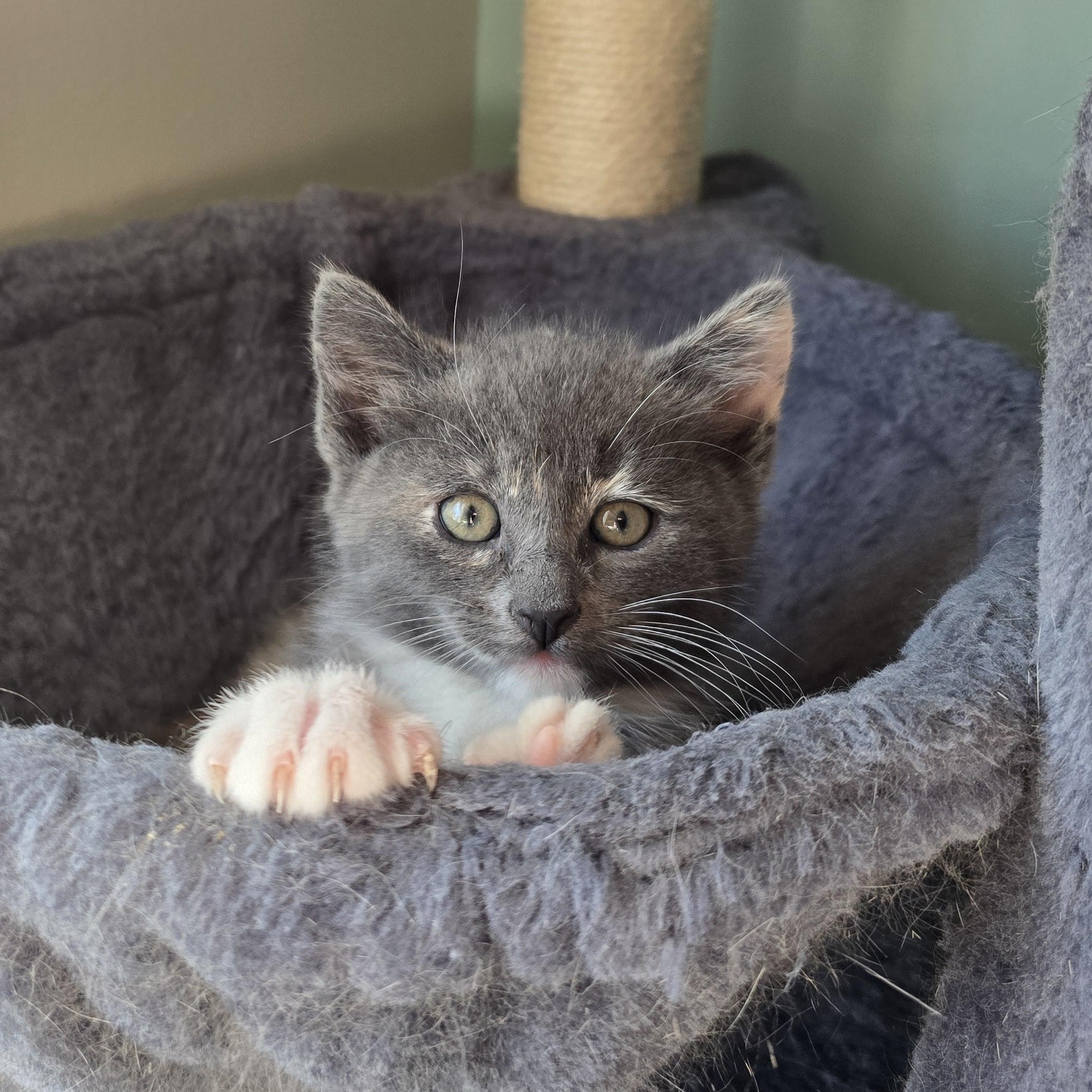 Lu Anne, ADOPTABLE, Kitten Female Dilute Tortoiseshell.