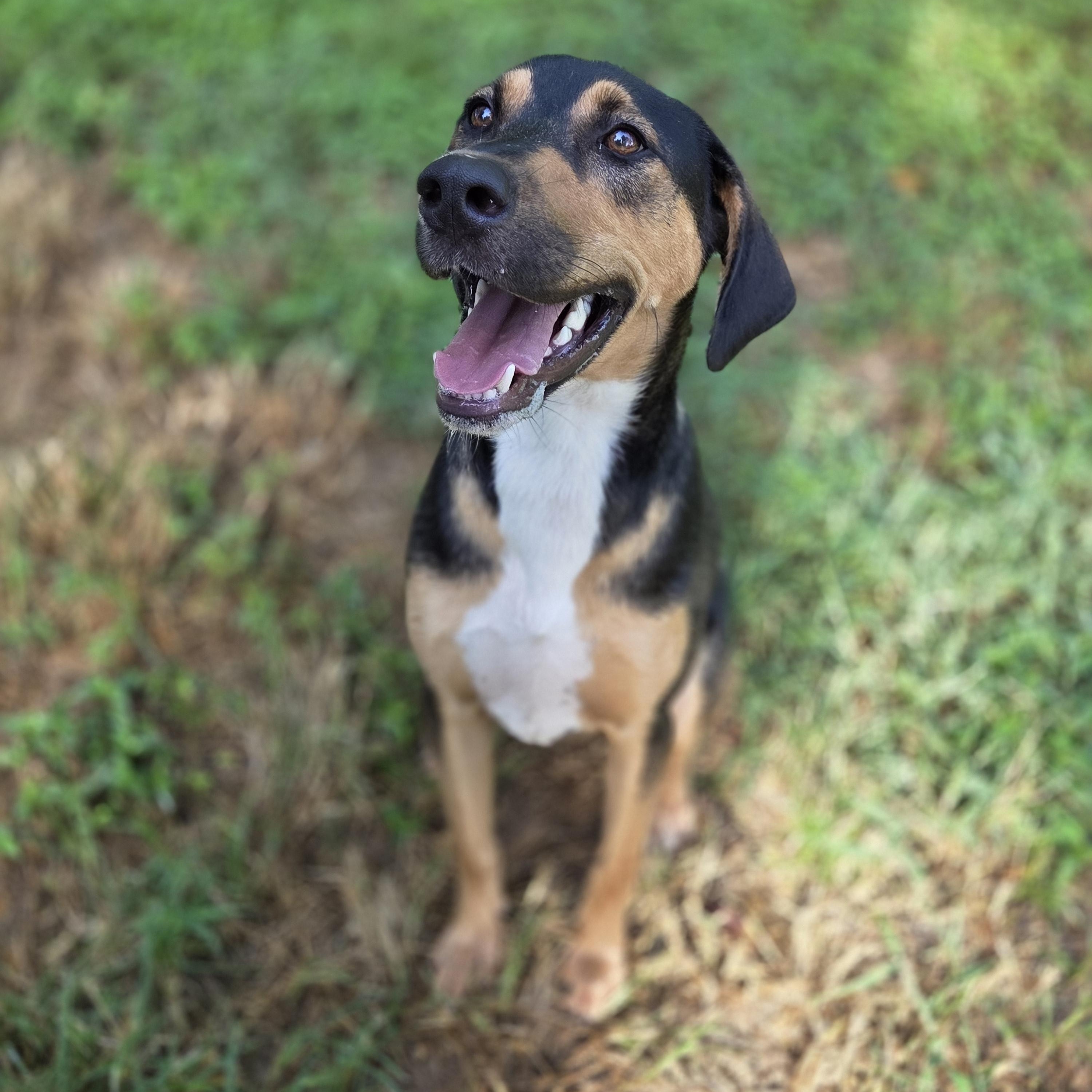 Dupree, a Adoptable mixed breed in Madison, MS image 2/2