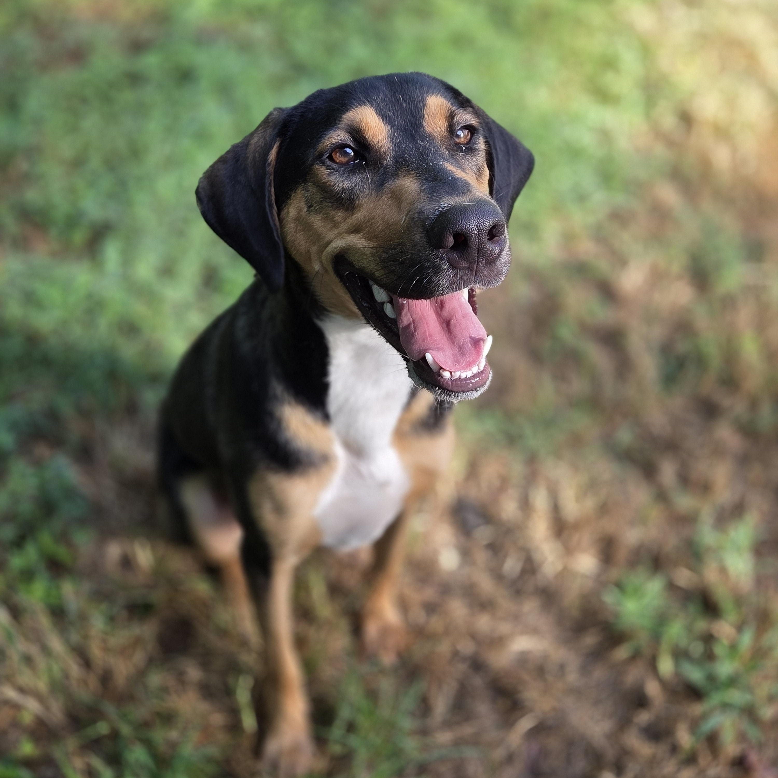 Dupree, a Adoptable mixed breed in Madison, MS image 1/2