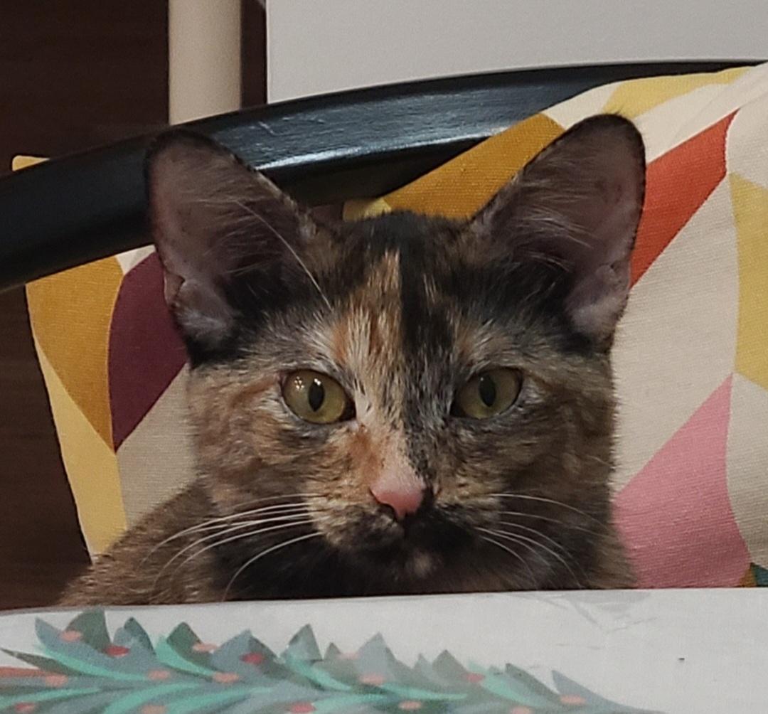 Maggie, ADOPTABLE, Young Female Domestic Short Hair.