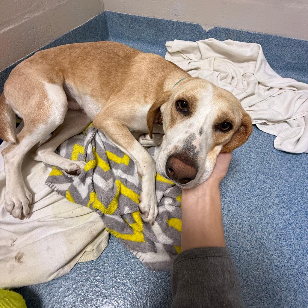 Kora, a Adoptable mixed breed in Gainesville, FL image 2/6