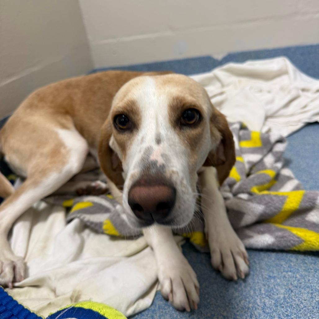 Kora, a Adoptable mixed breed in Gainesville, FL image 6/6