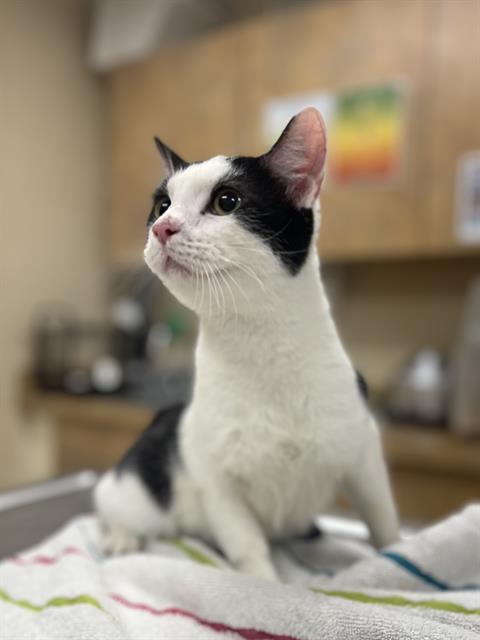 Enlarge MURRAY, a Adoptable Domestic Short Hair in Aliquippa, PA image 1/1