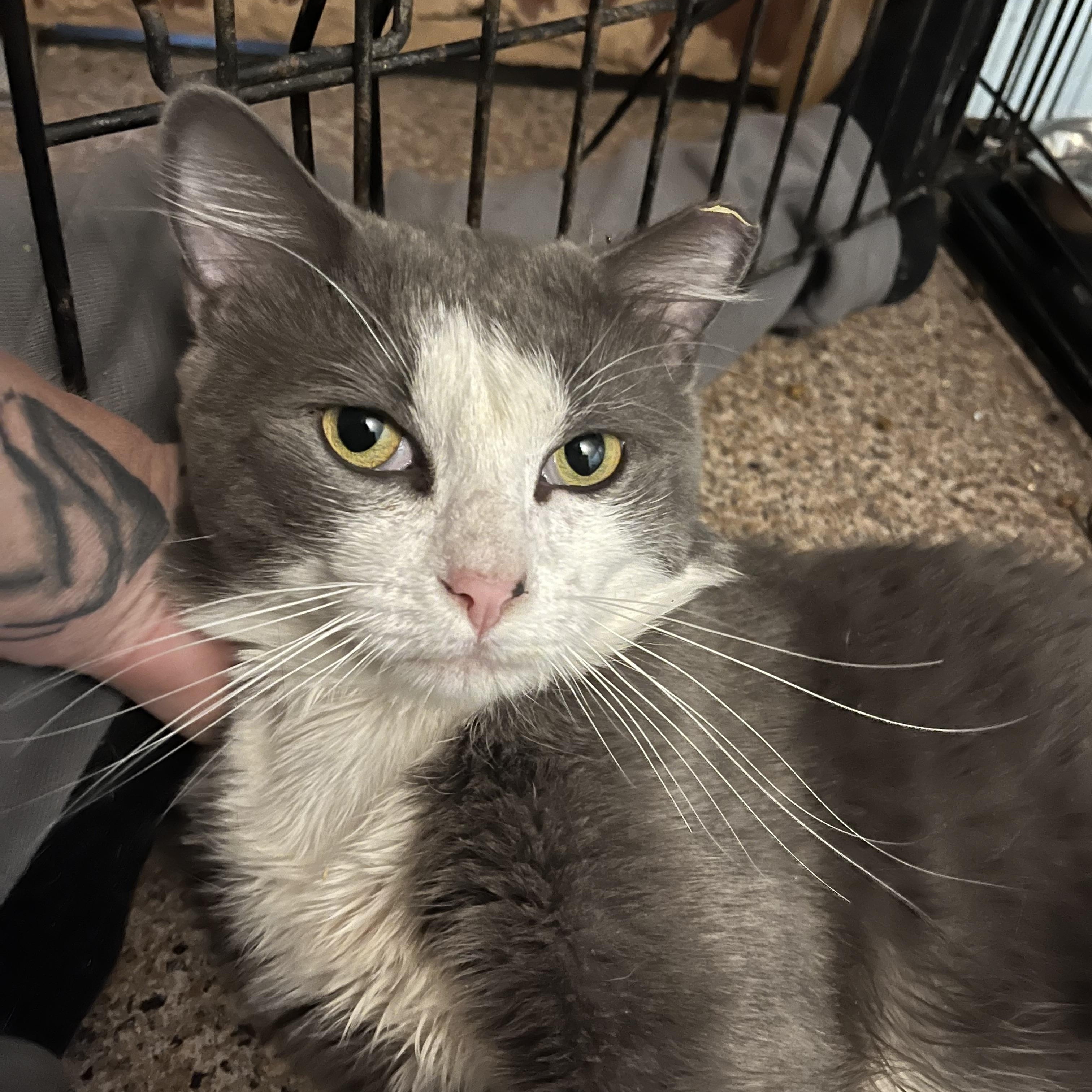 Norwegian Forest Cat to Adopt: Discover Your Perfect Furry Friend