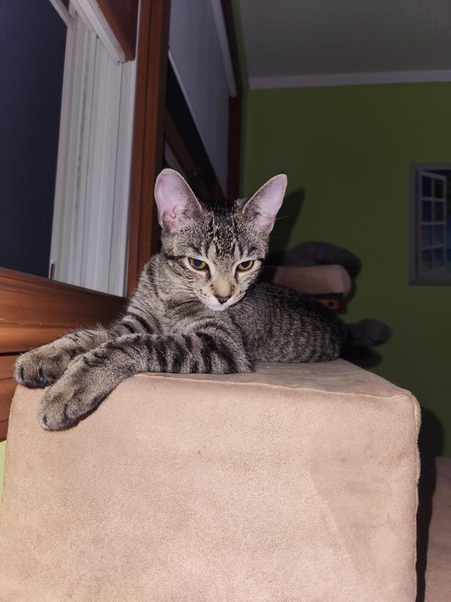 Enlarge Dolly, a Adoptable mixed breed in Wyandotte, MI image 1/3
