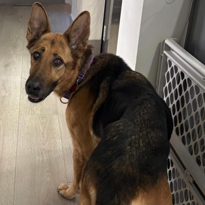 Mira, Adoptable, Adult Female German Shepherd Dog.