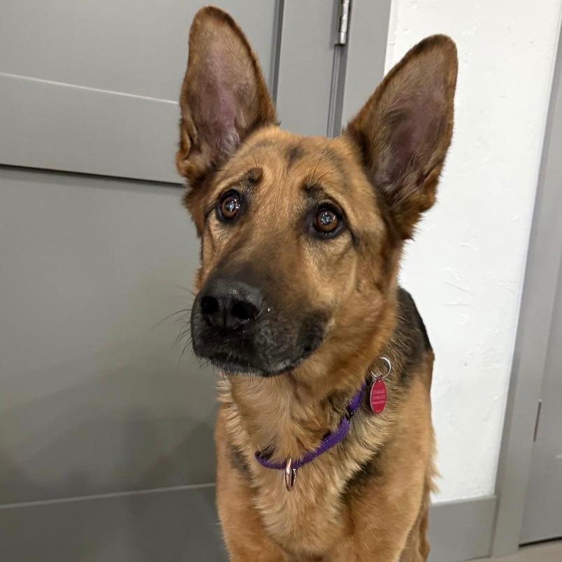 Enlarge Mira, a Adoptable German Shepherd Dog in Stagecoach, NV image 2/2