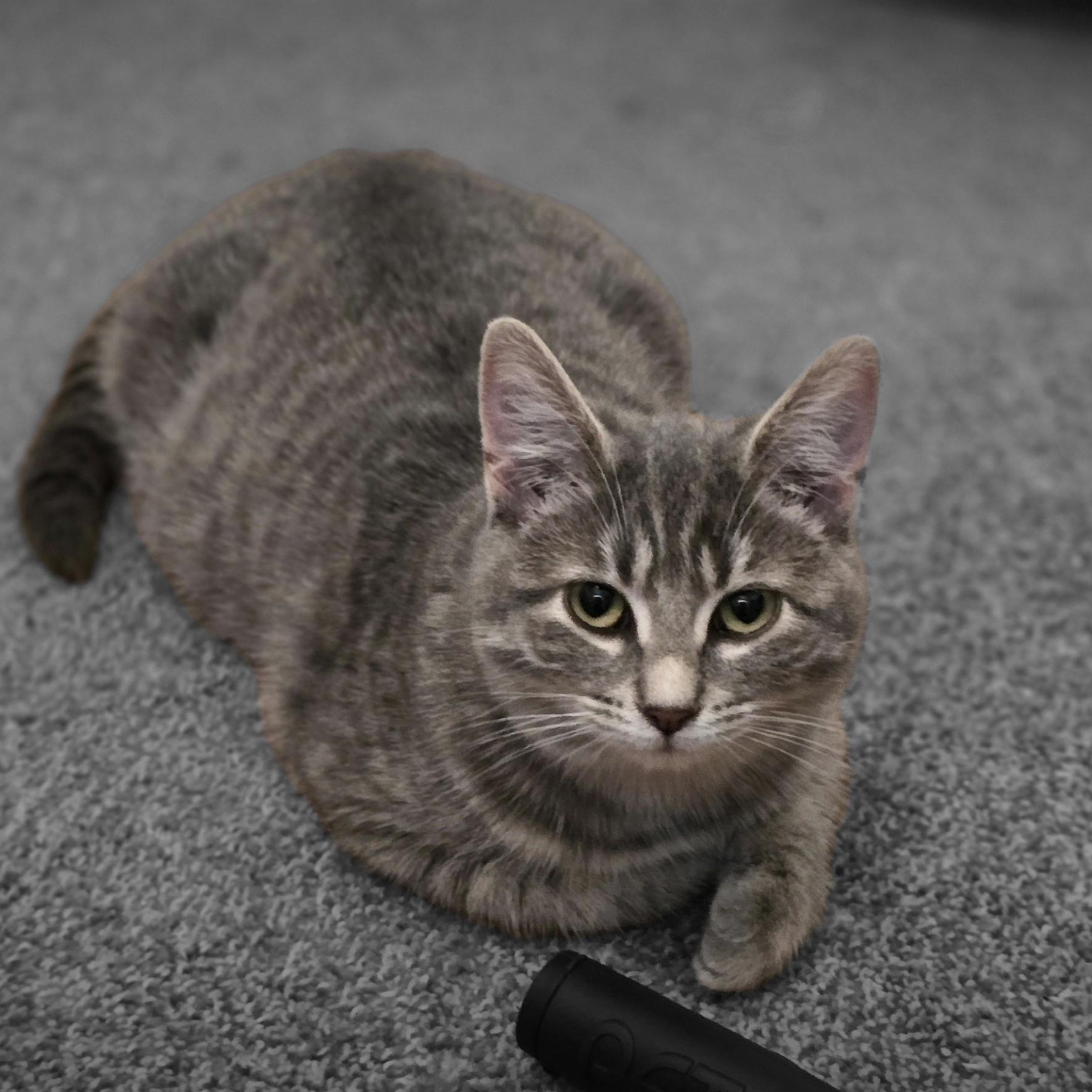 Munch (bonded with Seville), an adoptable Domestic Short Hair in Silverton, OR, 97381 | Photo Image 1