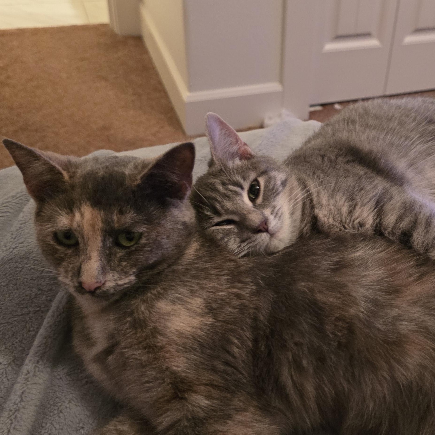 Munch (bonded with Seville), an adoptable Domestic Short Hair in Silverton, OR, 97381 | Photo Image 3