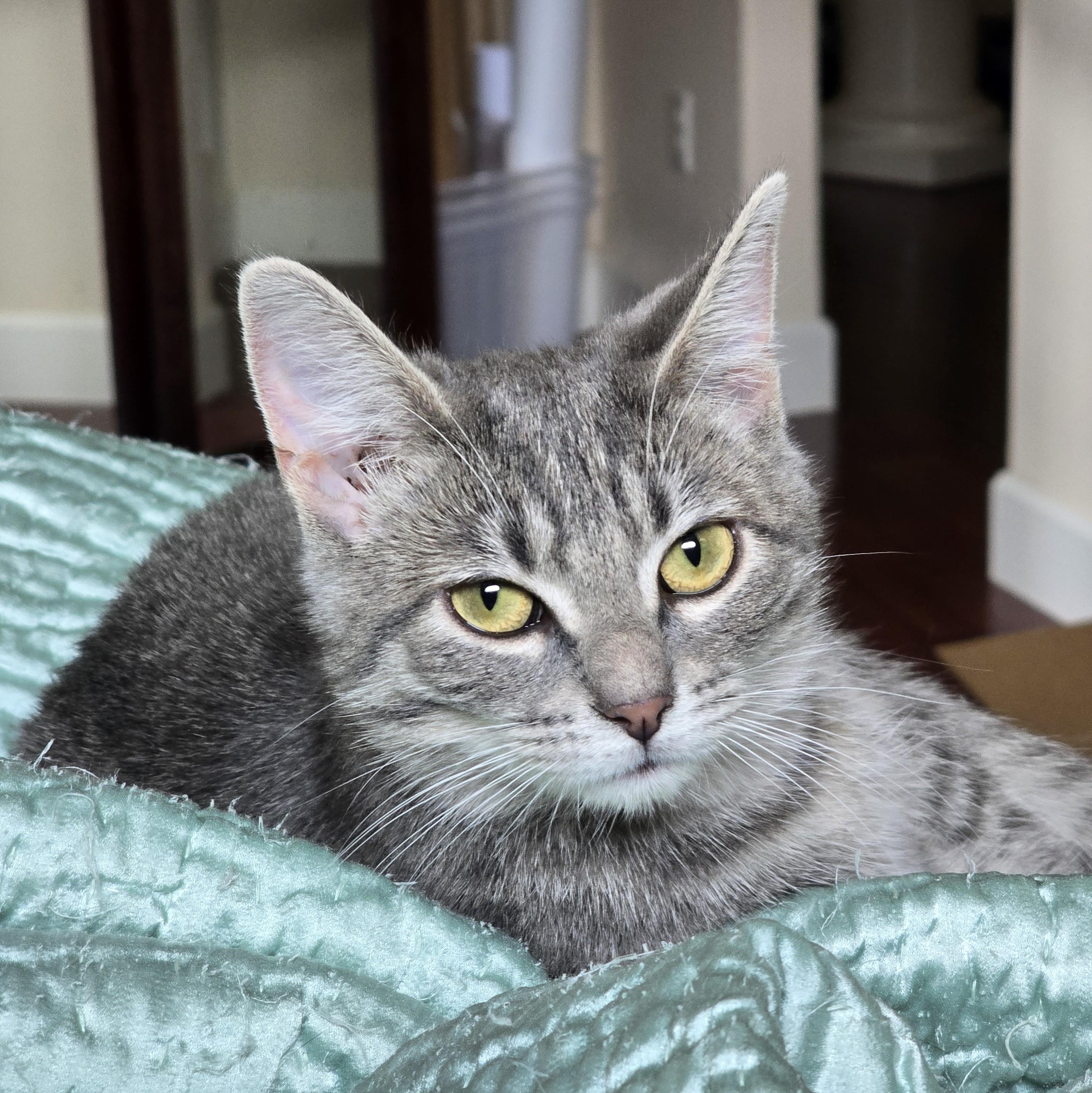 Munch (bonded with Seville), an adoptable Domestic Short Hair in Silverton, OR, 97381 | Photo Image 2