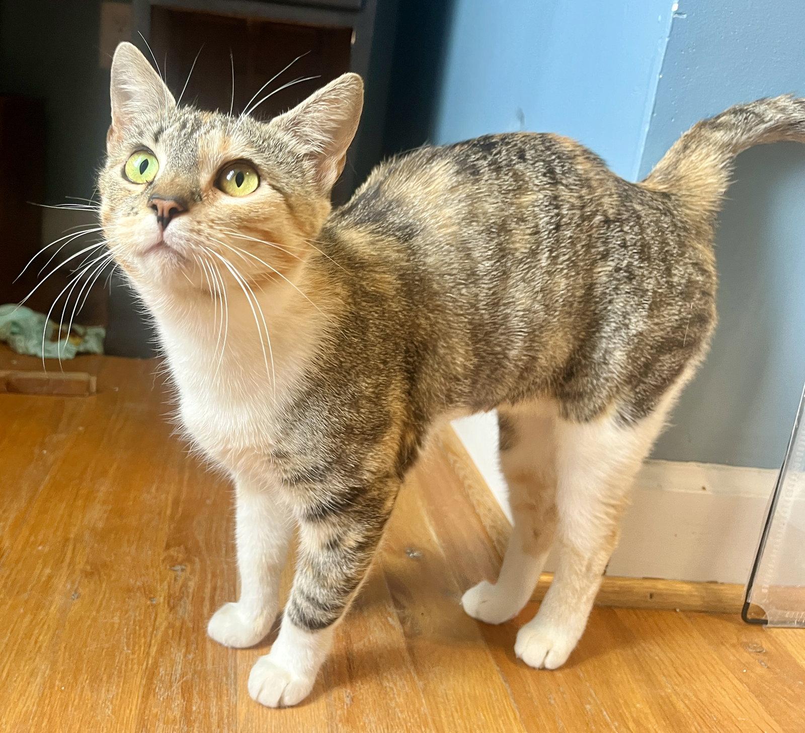 *Mama Taco, Adoptable, Adult Female Domestic Short Hair & Calico.