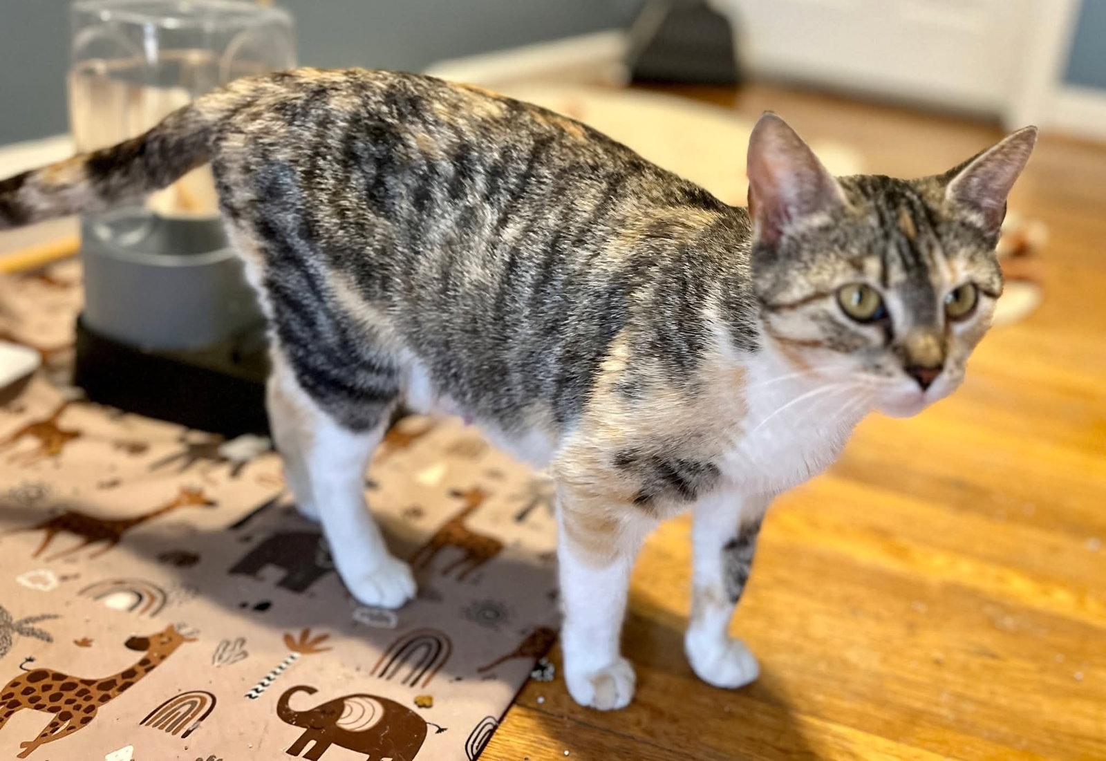 *Mama Taco, Adoptable, Adult Female Domestic Short Hair & Calico.