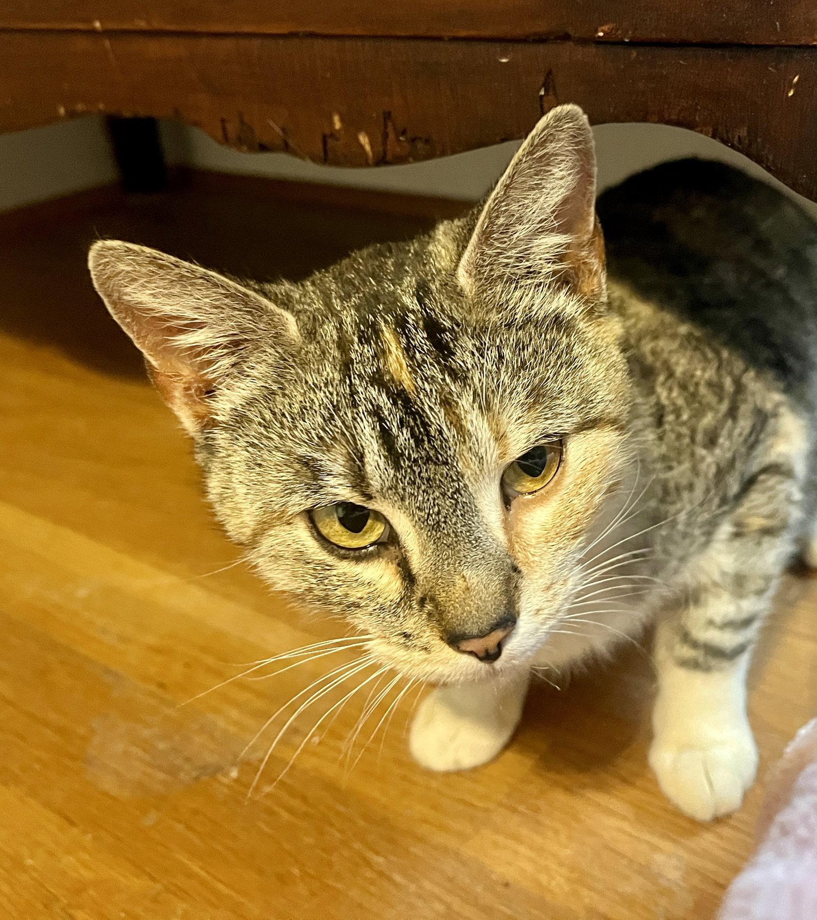 Enlarge *Mama Taco, a Adoptable mixed breed in Forest, VA image 2/2
