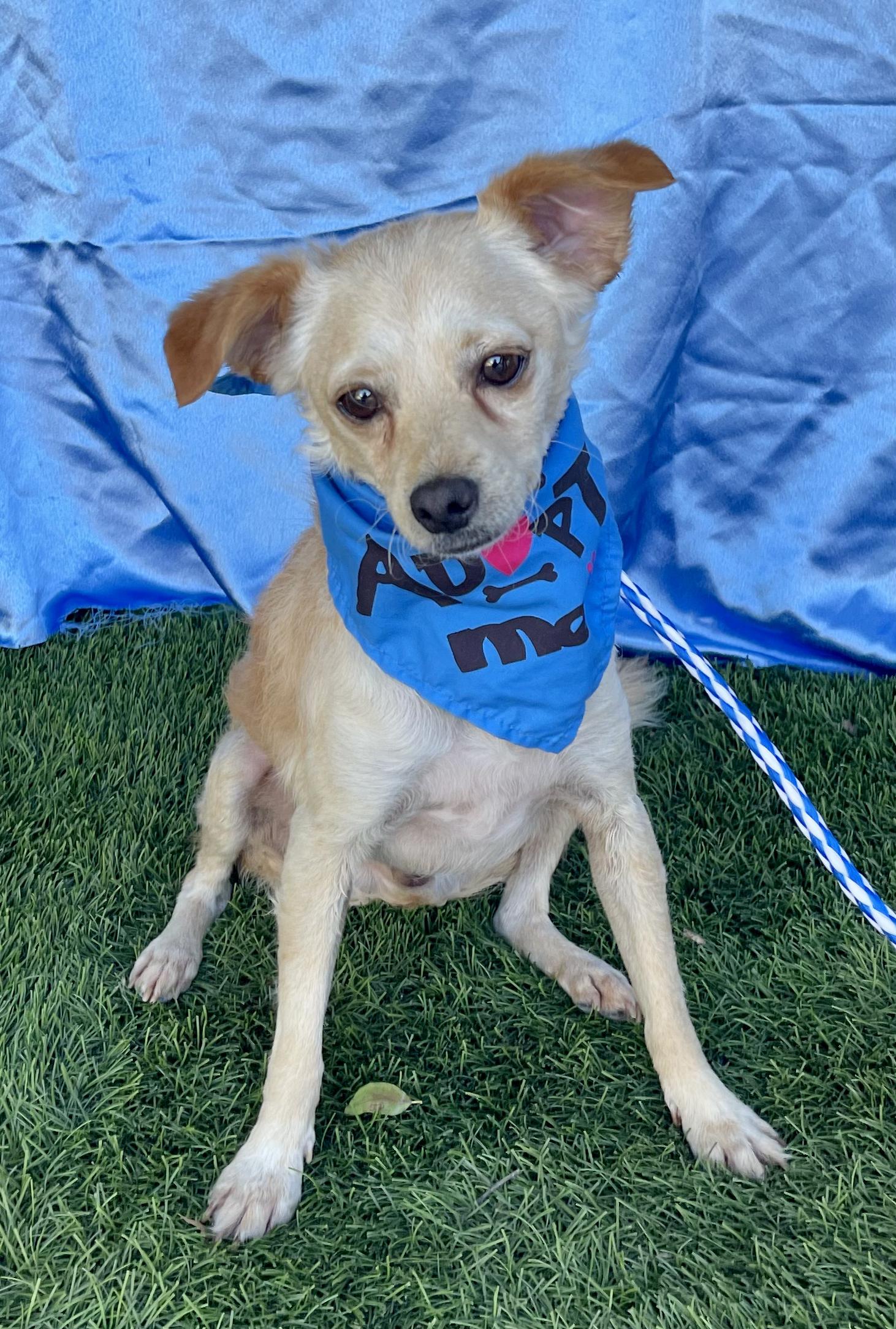 SANTY, Adoptable, Adult Male Rat Terrier & Chihuahua.