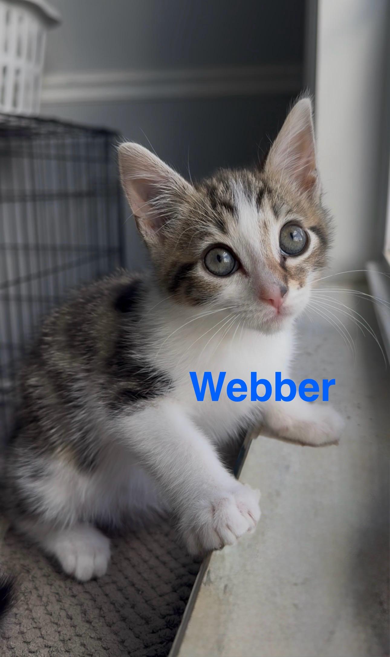 Enlarge Webber, an adopted Domestic Short Hair in Phenix City, AL image 1/2