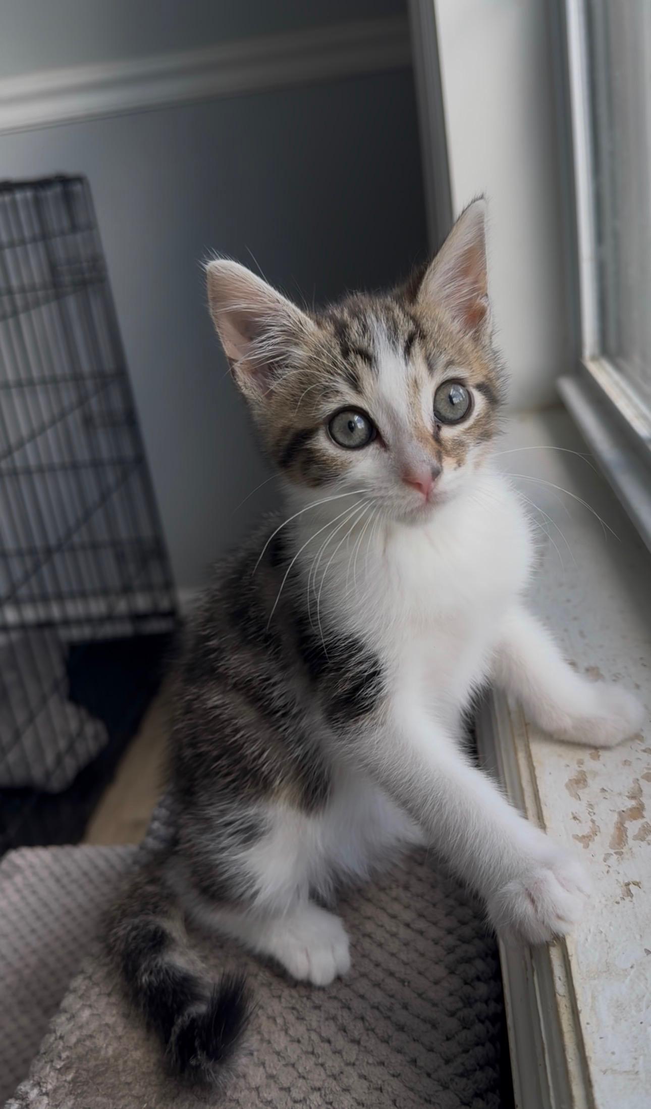 Enlarge Webber, an adopted Domestic Short Hair in Phenix City, AL image 2/2