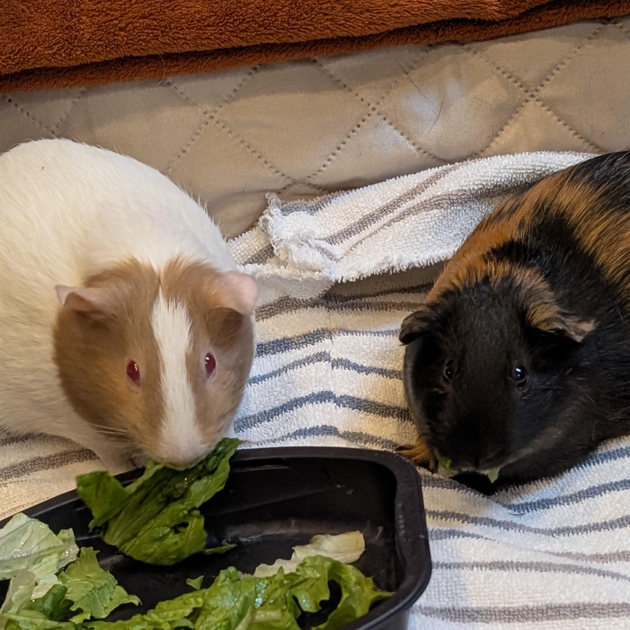 Enlarge Cinnamon & Sugar, a ADOPTABLE Guinea Pig in Medfield, MA image 2/4