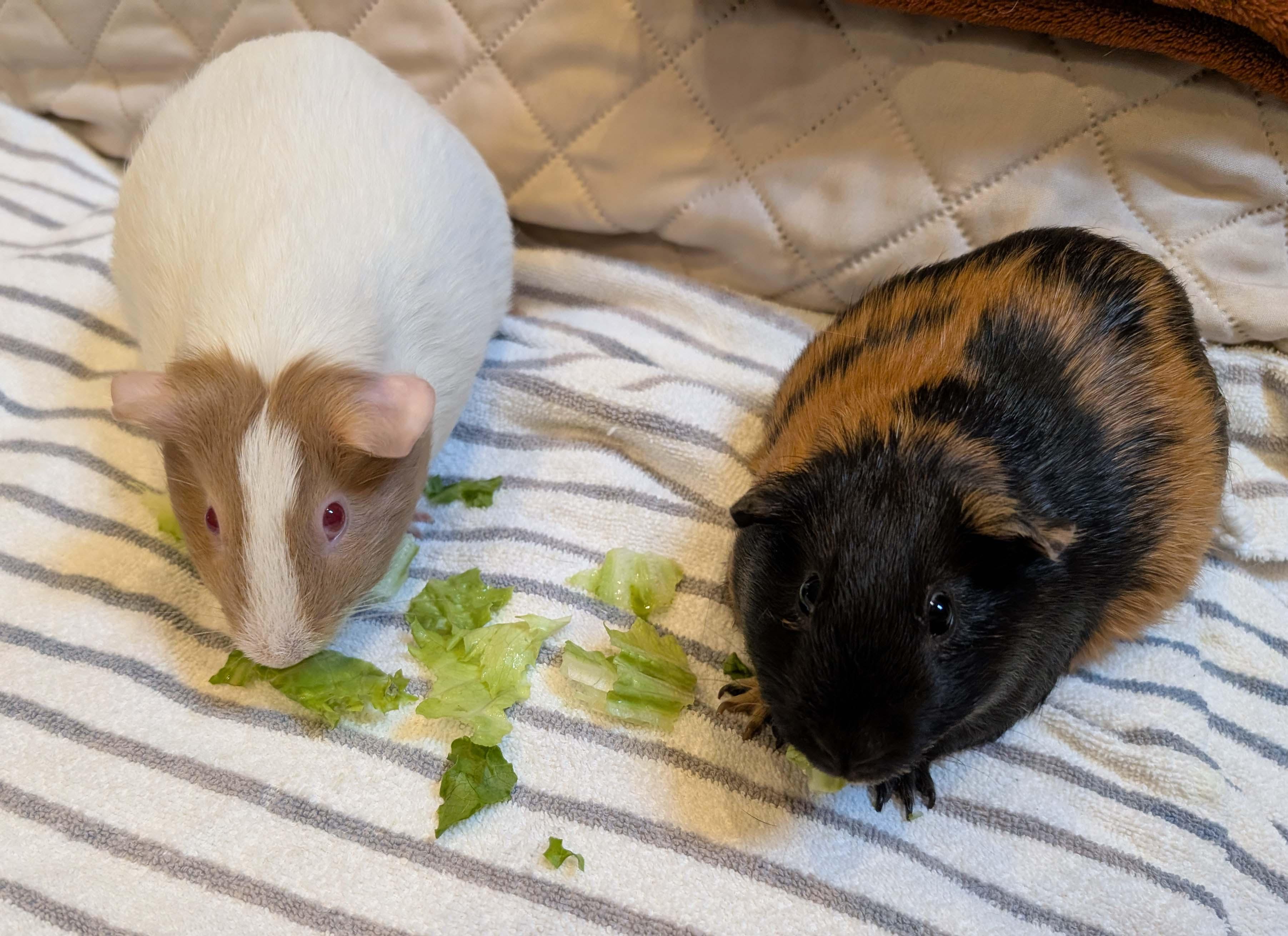 Enlarge Cinnamon & Sugar, a ADOPTABLE Guinea Pig in Medfield, MA image 4/4