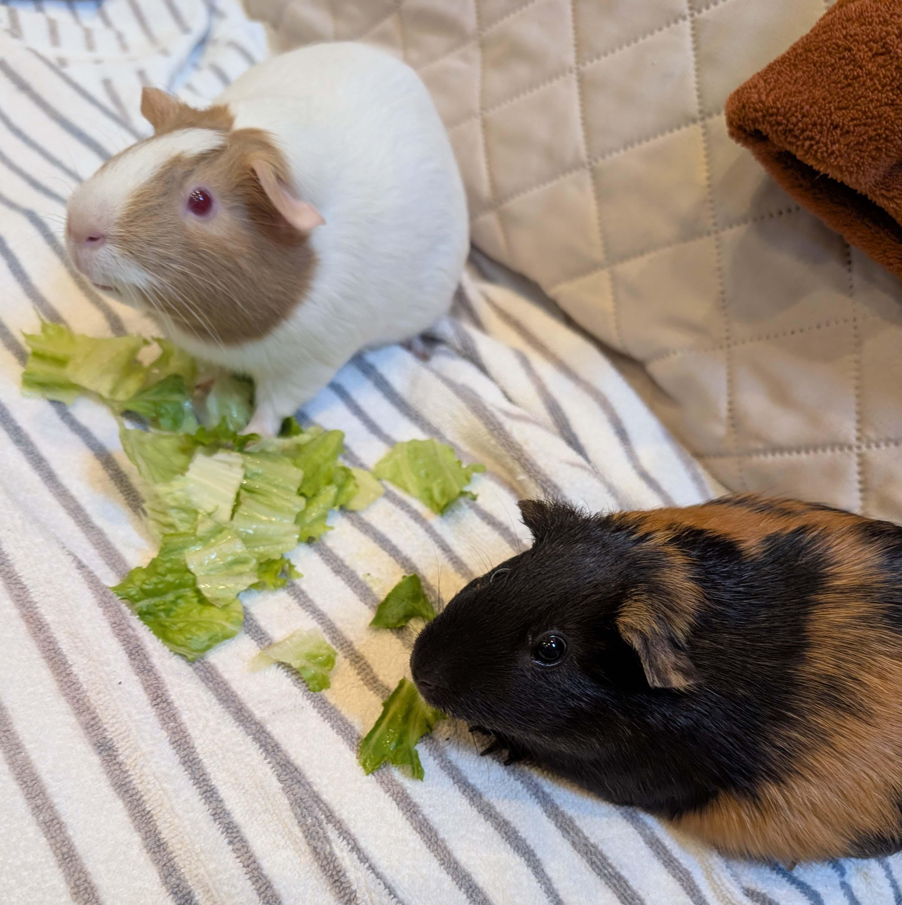Cinnamon & Sugar, ADOPTABLE, Young Female Guinea Pig.