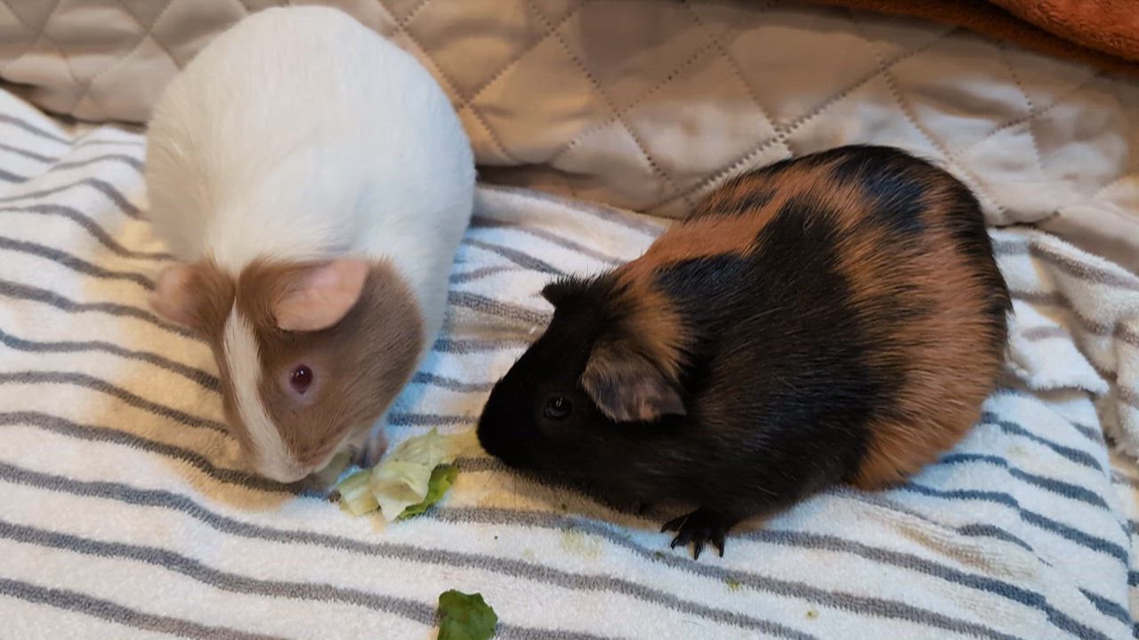Enlarge Cinnamon & Sugar, a ADOPTABLE Guinea Pig in Medfield, MA video 3/4