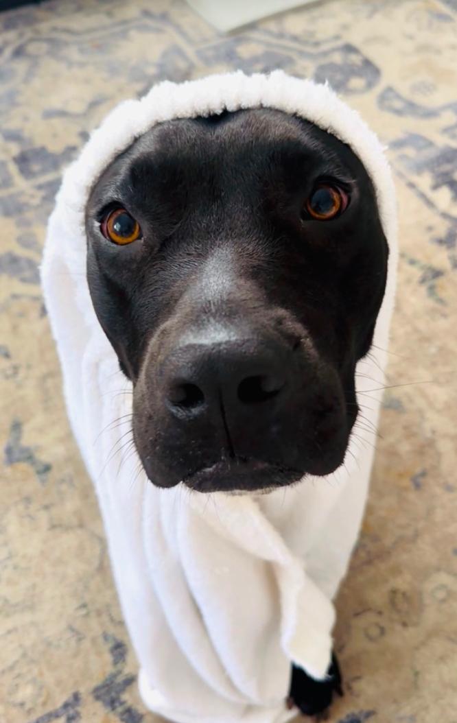 Valentine , ADOPTABLE, Adult Female American Staffordshire Terrier.
